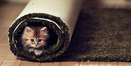 "Effortless Carpet Maintenance Guide"