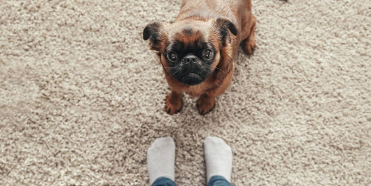 The Perfect Carpet Placement Guide for Homes"